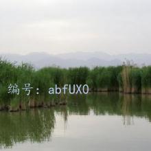 Ų